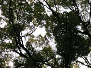 来宮神社の木々